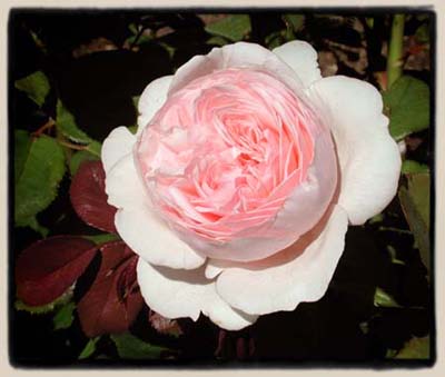 'Geoff Hamilton'