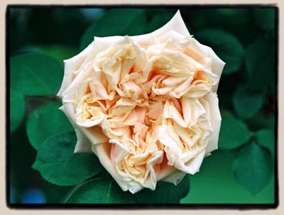 'Gloire de Dijon'