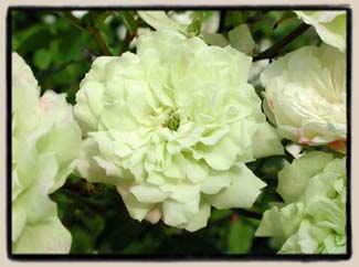 'Green Ice'