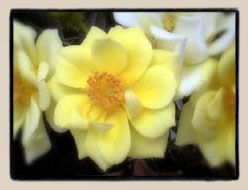 Lemon Delight