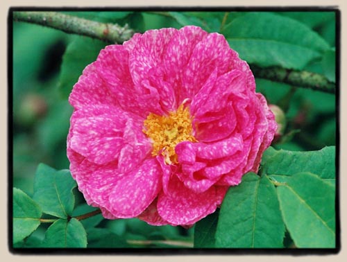 'Marbr&eacute;e'