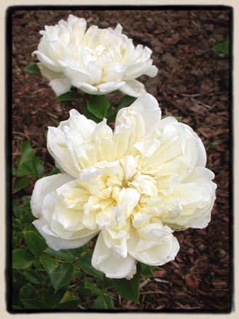 'Maria Leonidas'