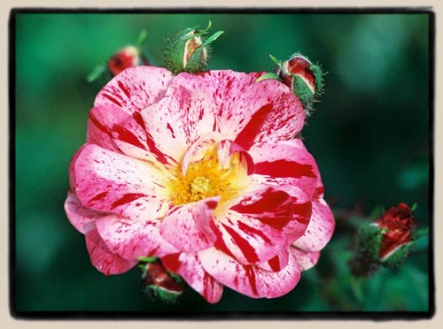 'Kim Rupert'