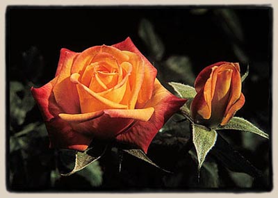 'Amber Sunset'