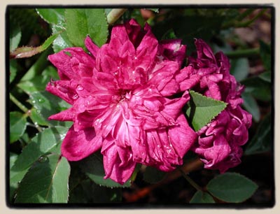 'Centennial Miss'