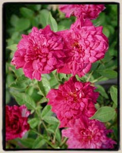 'Centennial Miss'