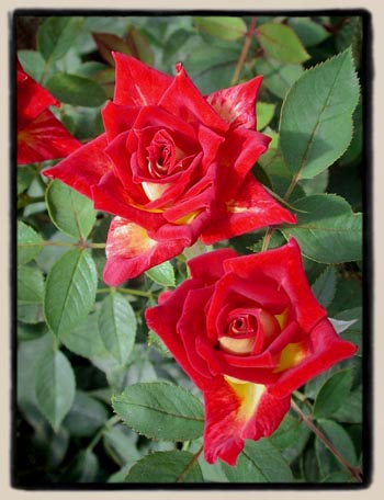 'Glowing Amber'