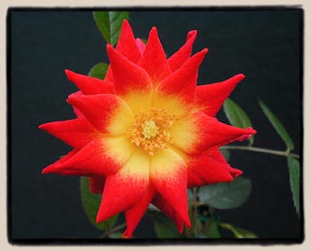 'Glowing Amber'