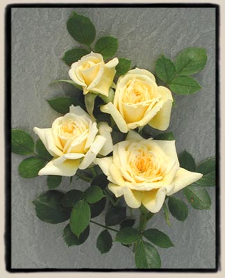 'Golden Angel'