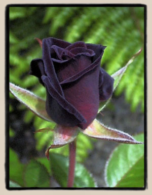Black Jade