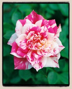 'Joan Austin'