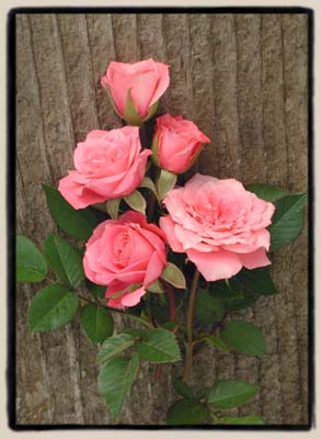 'Judy Fischer'