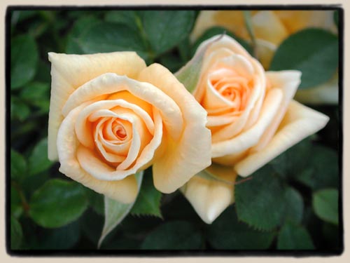 June Laver