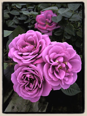 Lavender Delight