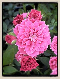 'Little Pinkie'