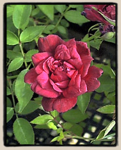 Oakington Ruby