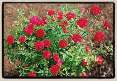 'Oakington Ruby'