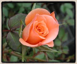 'Phyllis Shackelford'