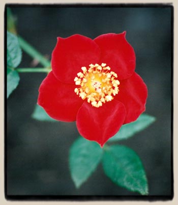 "Red Star"
