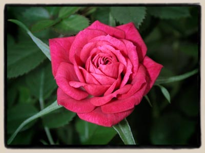 'Ruby Princess'