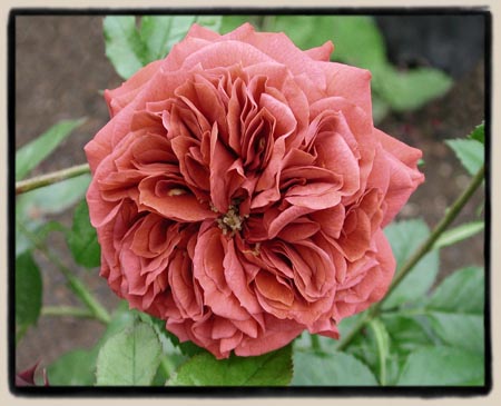 'Brown Velvet'