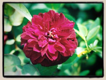 'Purple Buttons'