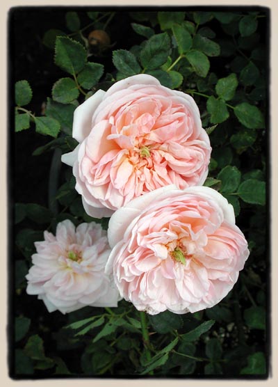 Un-named sedling from 'Abraham Darby'
