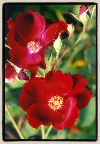'Dusky Maiden'
