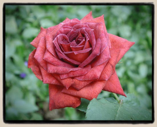 'Jocelyn'