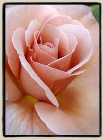 'Lavender Pinocchio'