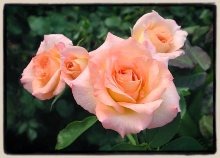 'Little Darling'