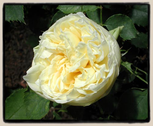 'Muriel Humenick'