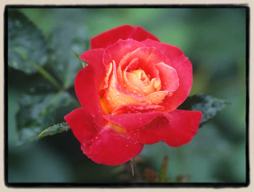 "Redgold"