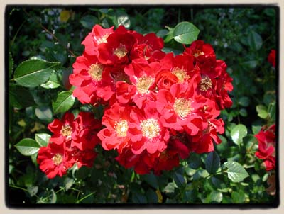 'Red Trail'