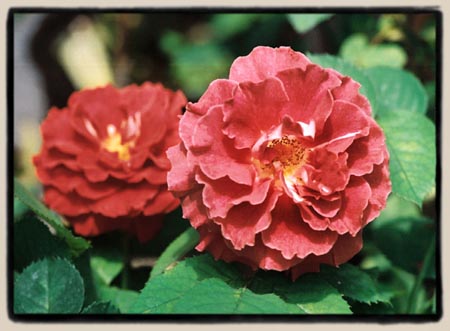 'Victoriana'