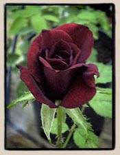 Scarlet Moss seedling