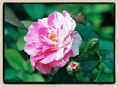 'Cee Dee Moss'