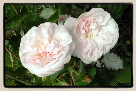 Comtesse de Murinais