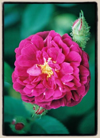 'Henri Martin'