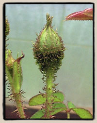 "Nightmoss #1"