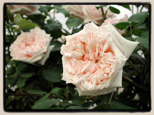'Gloire de Dijon'