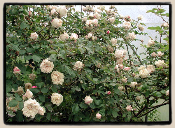 'Gloire de Dijon', in full flush