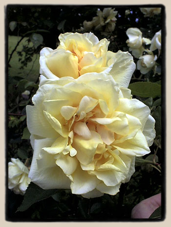 R&ecirc;ve d'Or