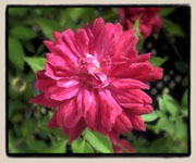 'Oakington Ruby'