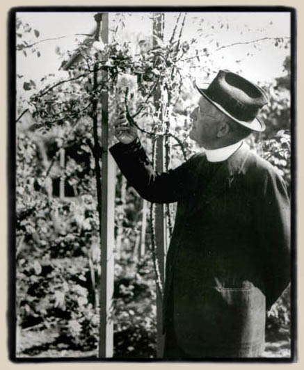 the Padre examining a Rosa gigantea hybrid
