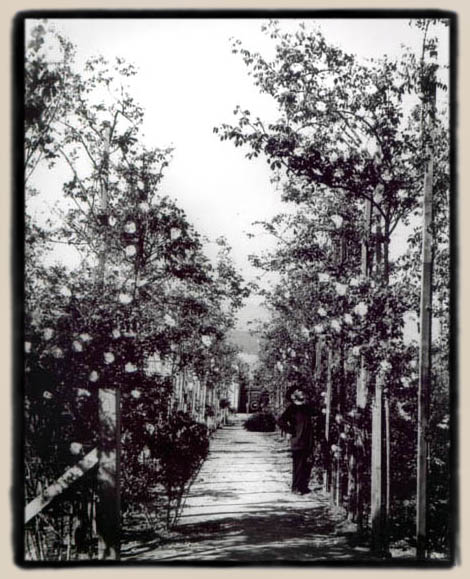 La Avenida de las Roses, Santa Barbara