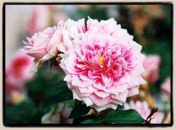 An un-named Floribunda seedling