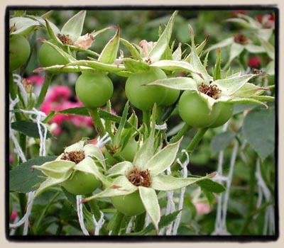 seed hips forming on 'Penny Ante'