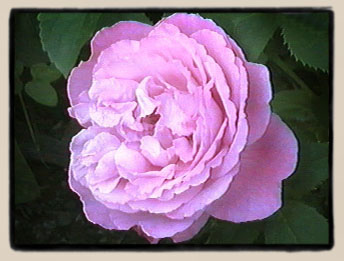 Mrs. John Laing