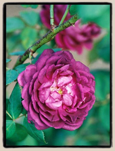 'Reine des Violettes'
